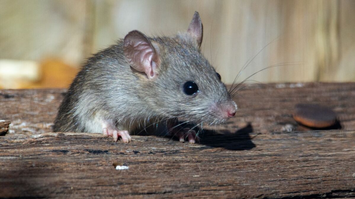 Comment attraper une souris ? l Élite Gestion Parasitaire