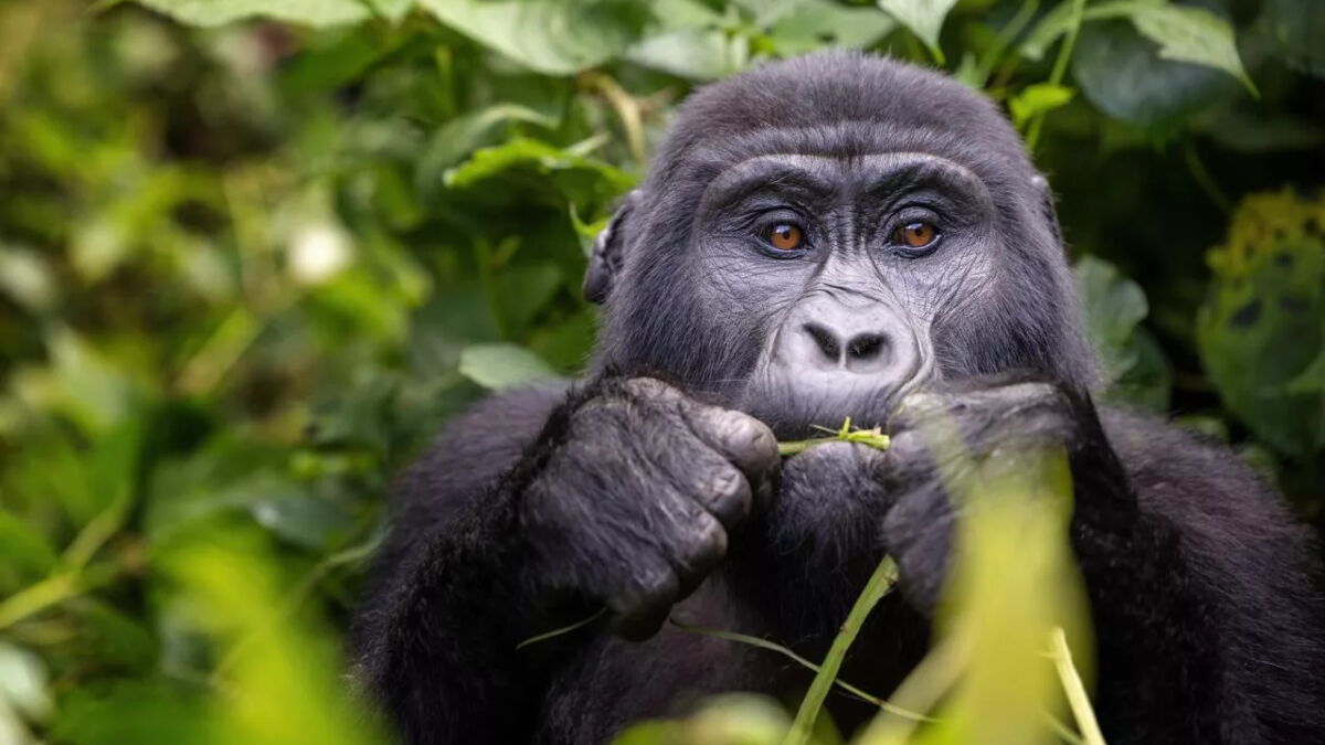 Gorille, chimpanzé... quel est le primate le plus intelligent