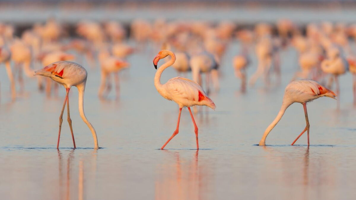 Pourquoi les flamants roses sontils roses