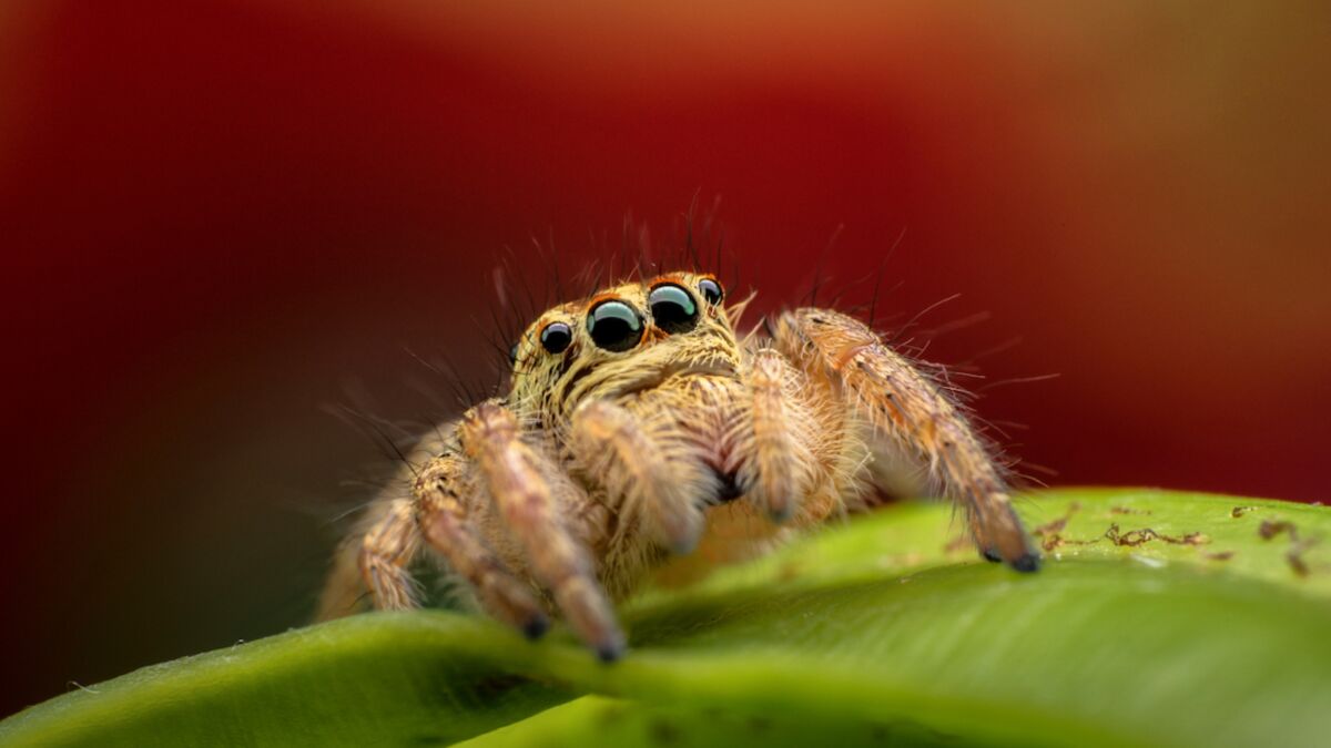 Les araignées : mythes et réalités, Blogue
