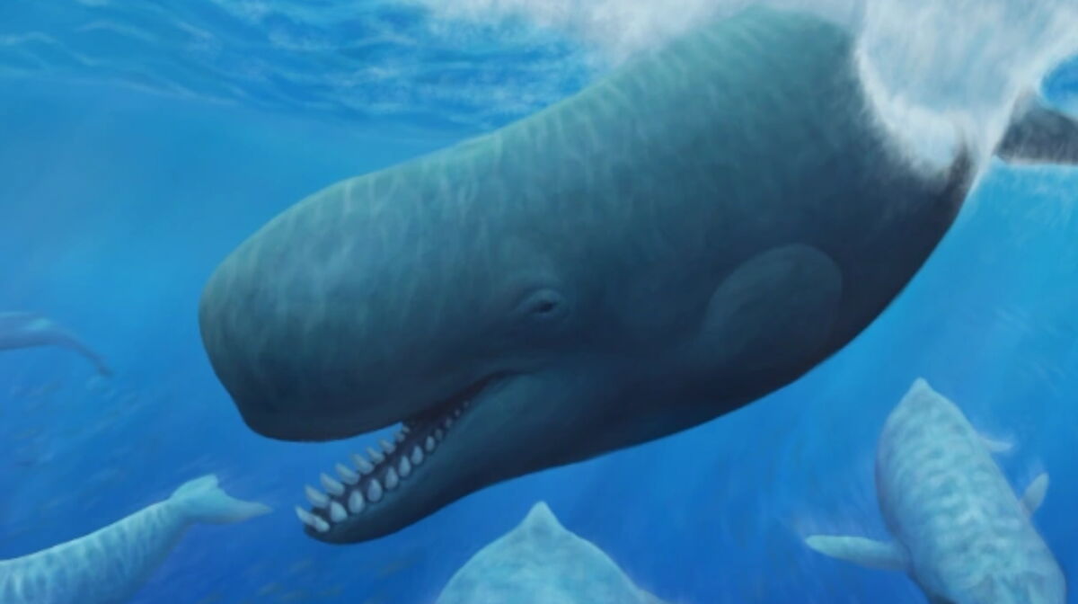 Découvrez le Leviathan Melvillei, un cachalot préhistorique mangeur de baleines