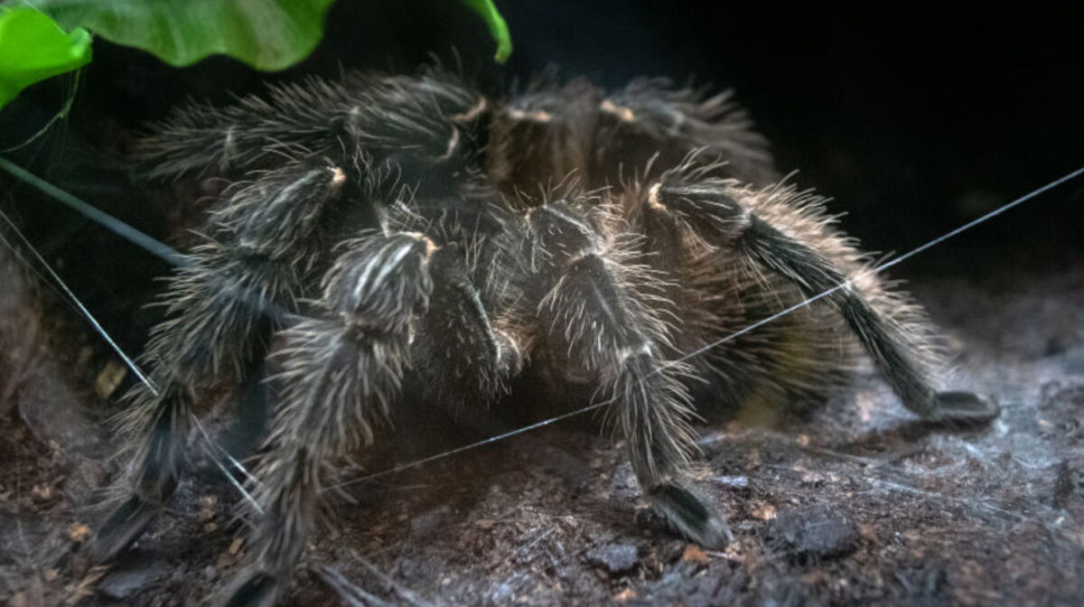 Voici l'araignée Goliath, la plus grande araignée du monde