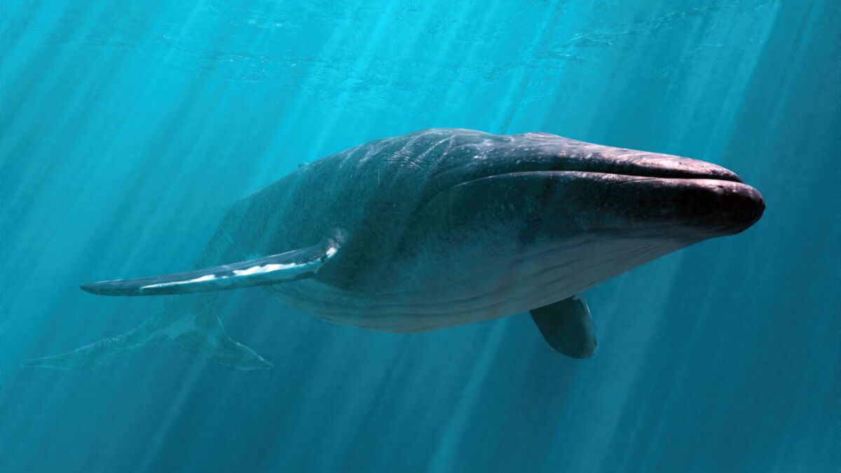 Ce que des fragments de baleine vieux de 20 000 ans nous apprennent sur nos ancêtres