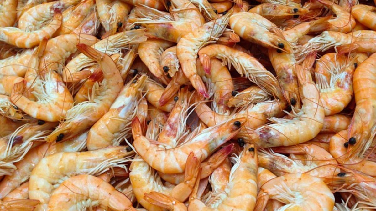 Quelle est la différence entre les crevettes et les gambas