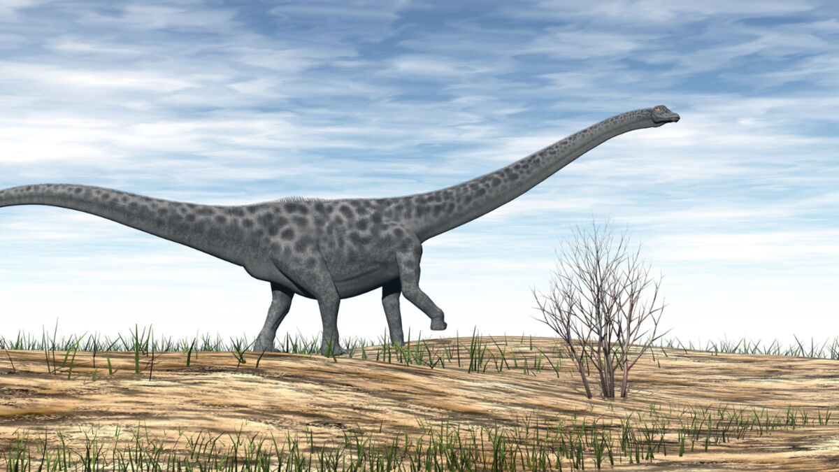 Des paléontologues découvrent un “microdiplodocus” grâce à ce fossile