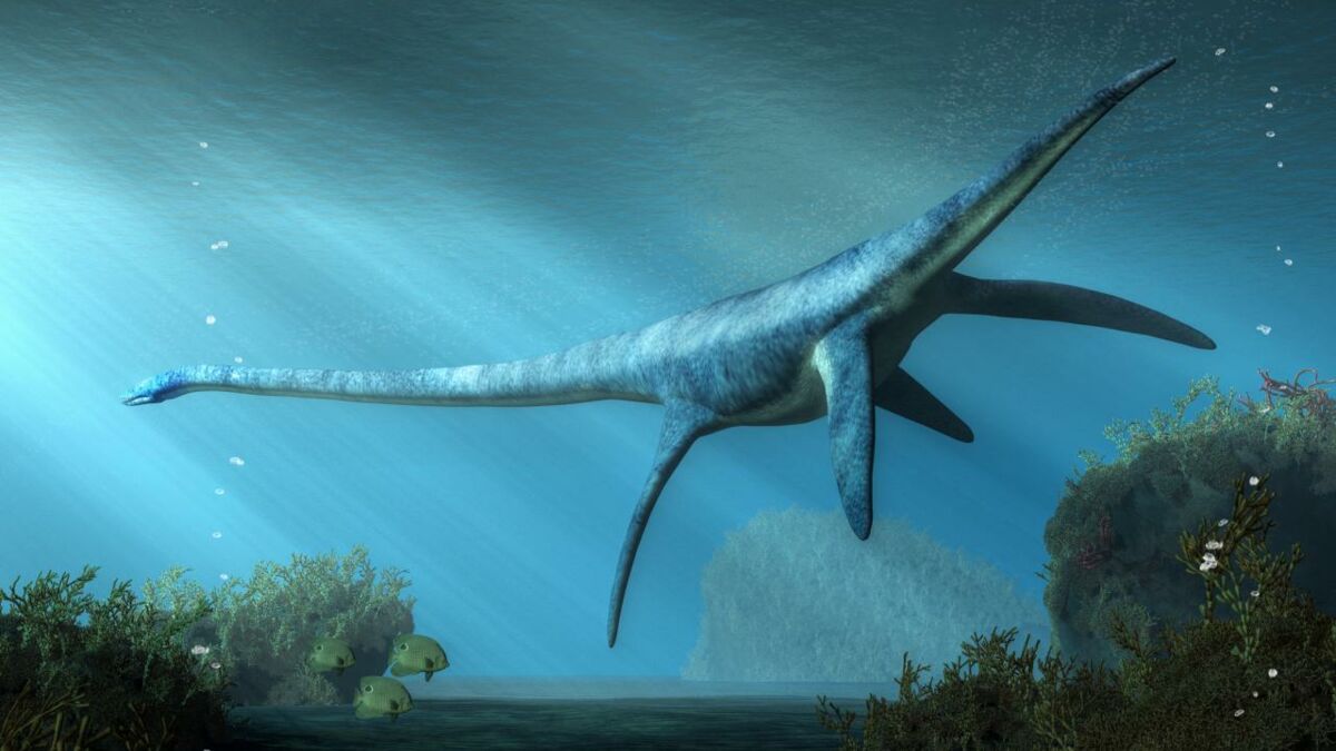 Ce dinosaure a le plus long cou jamais découvert : 6 fois celui d'une  girafe - Numerama