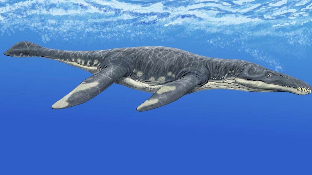 Le crâne d’un immense pliosaure découvert sur une plage, c’était un ...