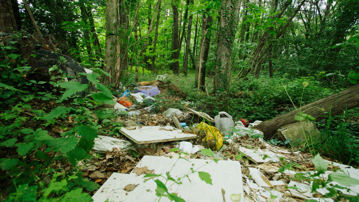 Des champignons lignivores, d’ordinaire friands de bois, sont capables d’éliminer le plastique