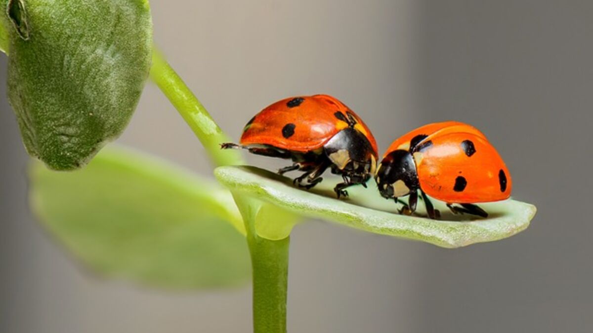 Pourquoi les coccinelles ont elles des points sur le dos