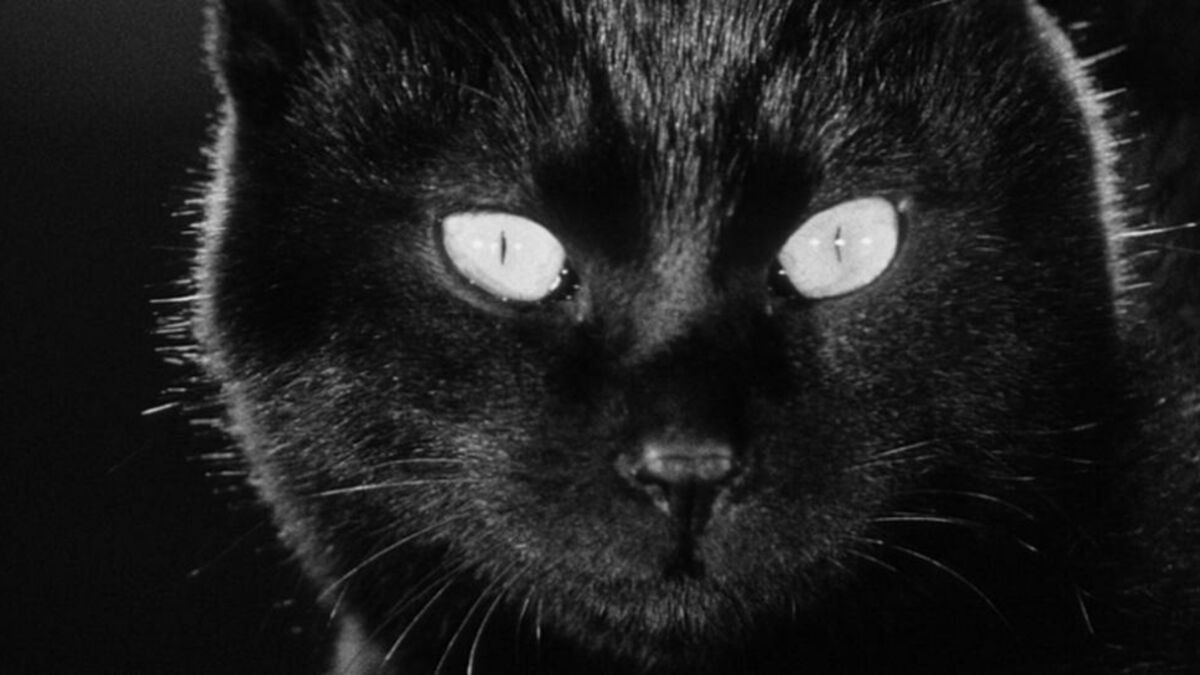 Черная кошка 11. Чёрный кот в зарослях.