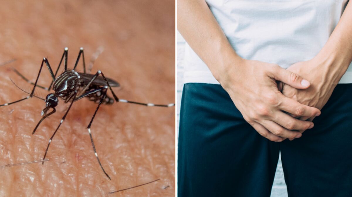 Une piqûre de moustique peut vous donner des érections (très) longues et  incontrôlables