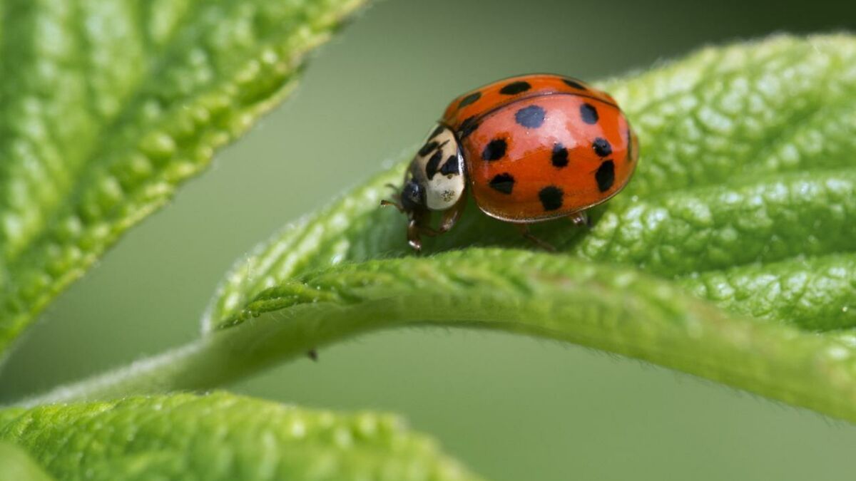 Pourquoi les coccinelles ont elles des points sur le dos