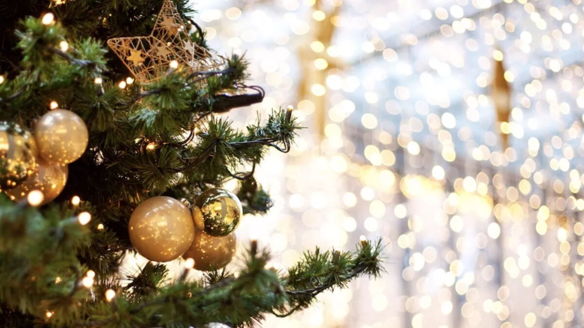 Des milliers d’insectes se cachent dans nos sapins de Noël — free download