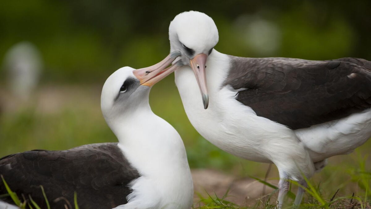Wisdom, l’albatros qui a plus d’anniversaires que vous