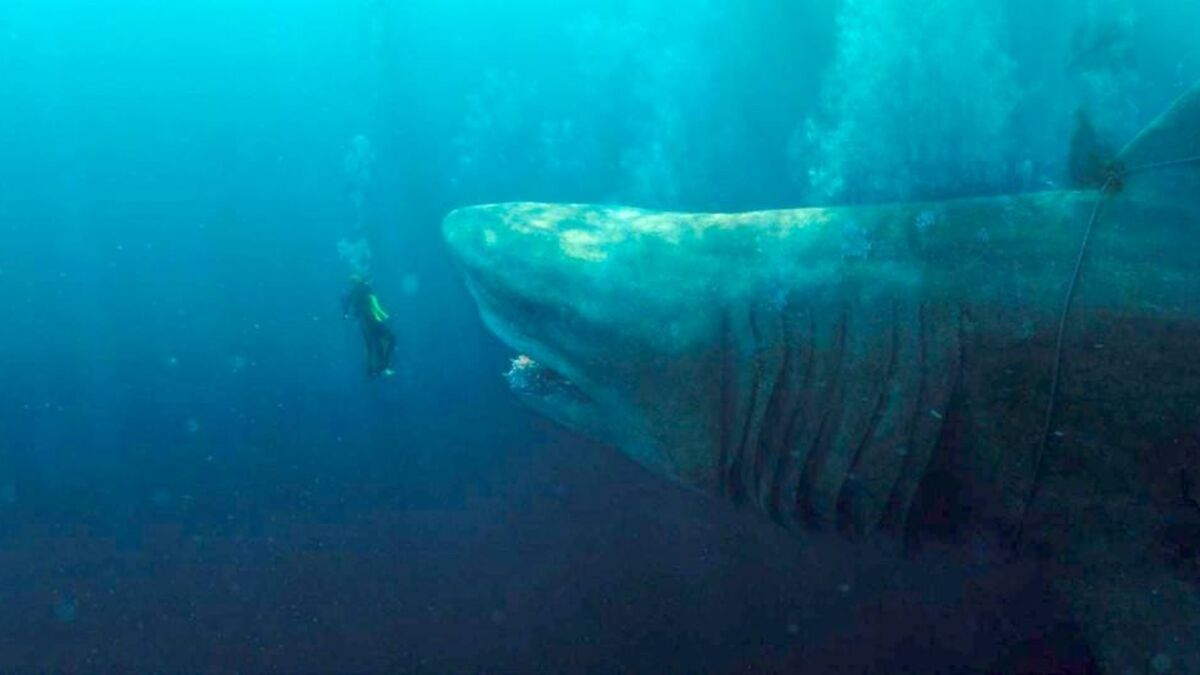 Le mégalodon, plus grand prédateur de l'Histoire, ne ressemblait finalement  pas au grand requin blanc