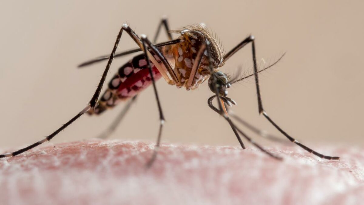 Paludisme ou malaria : quels symptômes et quels traitements ?