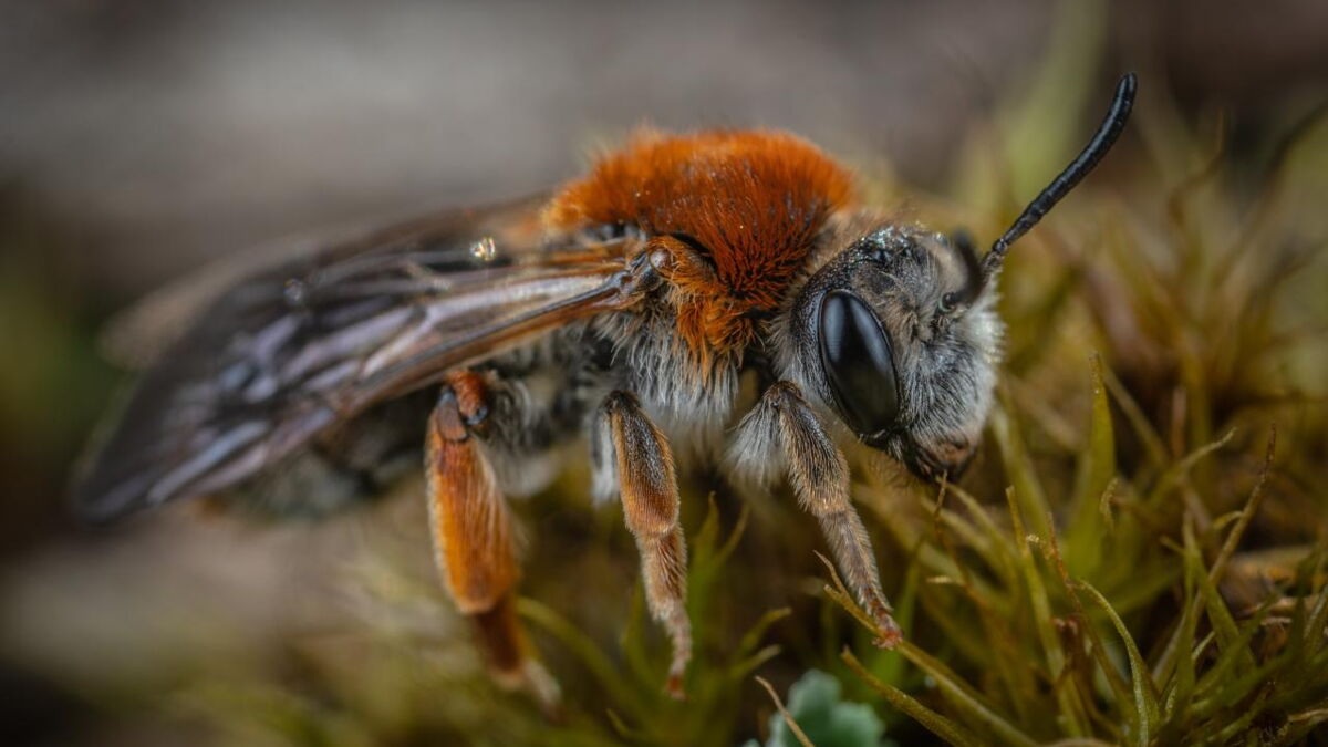 Piqûre d'abeille gonflement, remède, allergie… Voici ce qu'il faut