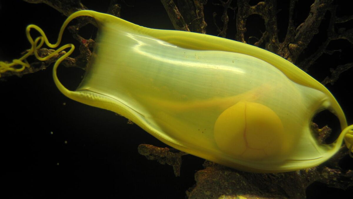 Pourquoi les œufs de requin ont une forme aussi étonnante