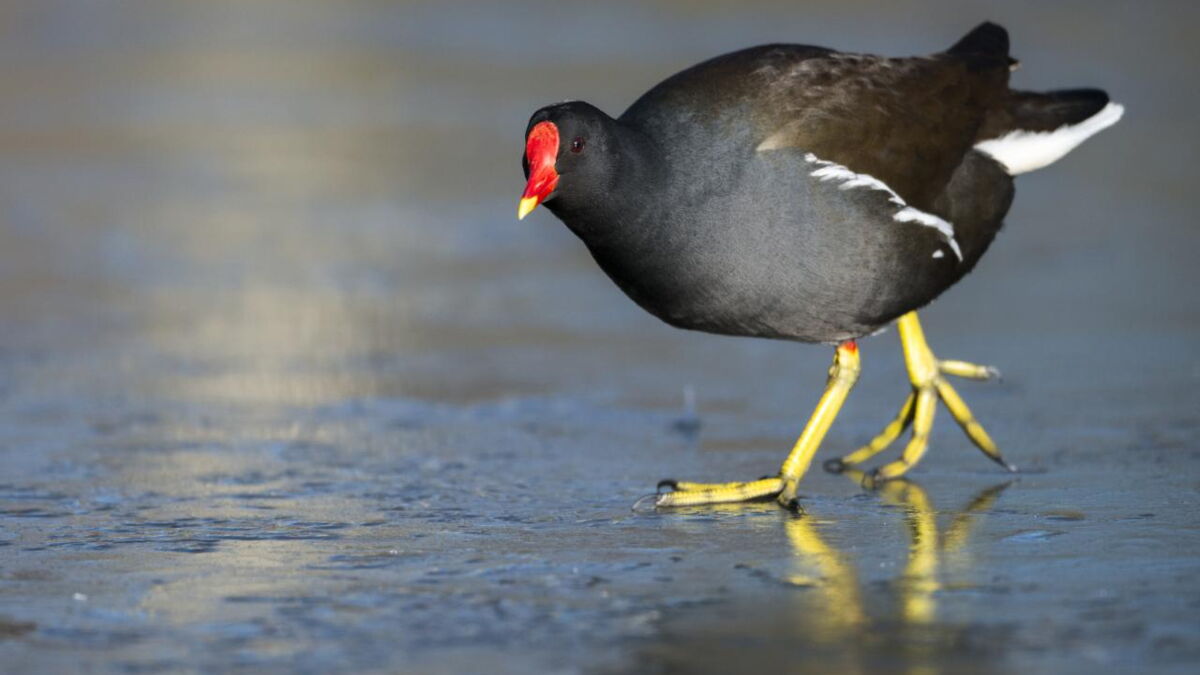 Poule d’eau : tout savoir sur la Gallinule poule d'eau