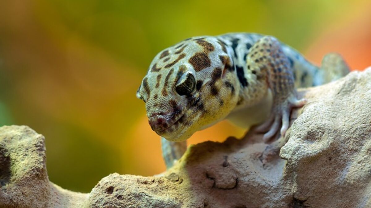 Que mange un gecko