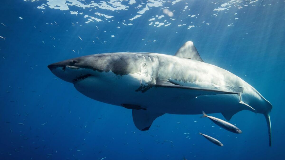 États-Unis. Un grand requin blanc nouveau-né potentiellement filmé pour la  première fois !