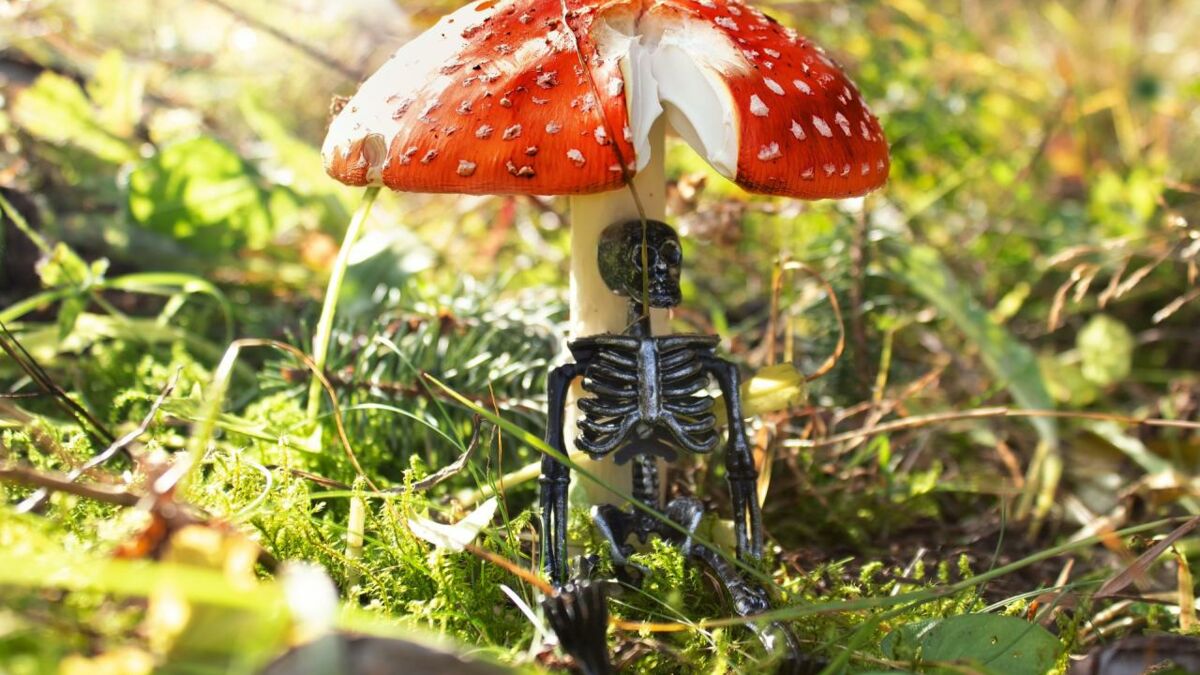 Voici les champignons les plus toxiques en France