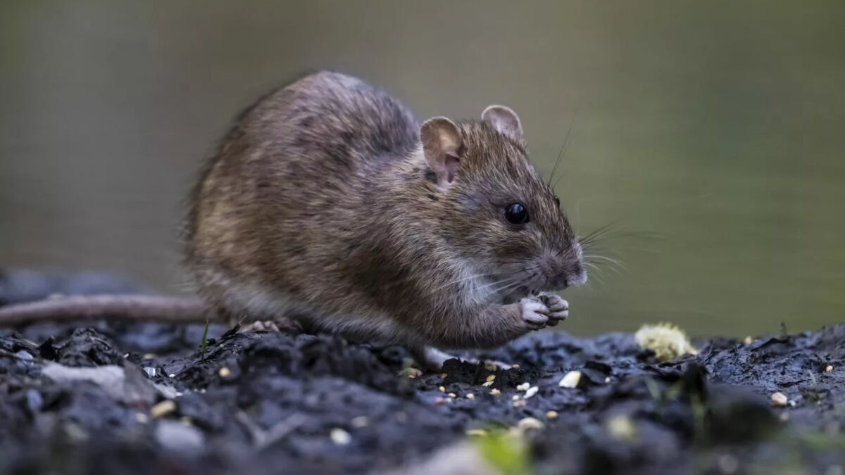 Que faire en cas de morsure de rat ? Ce