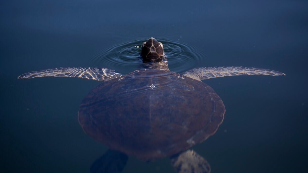 La morsure de la terrible tortue-alligator peut s'avérer redoutable