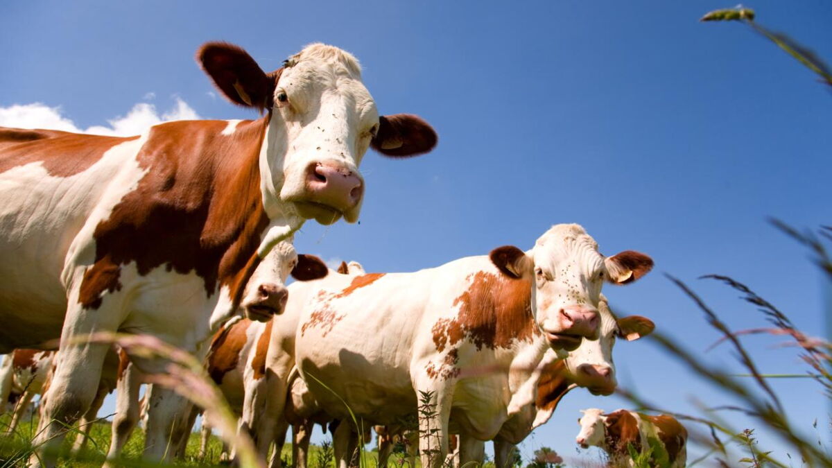 Vache montbéliarde : 5 choses à savoir sur cette vache laitière polyvalente