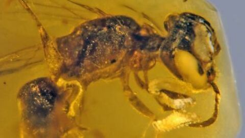 L'ambre révèle la couleur d'insectes vieux de 99 Ma - Sciences et Avenir