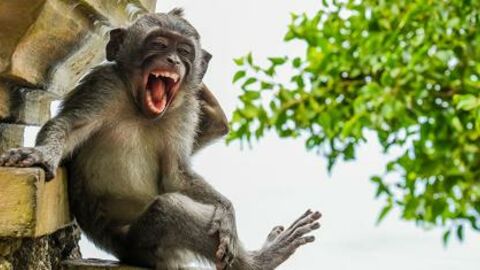 Découvrez les 16 animaux les plus drôles du Comedy Wildlife