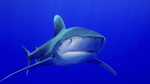 Requins du monde - plus de 500 espèces décrites - 2603024205