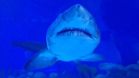 Attaque d'un grand requin-blanc sur des petites otaries à fourrure