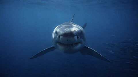 Les grands requins blancs plongent bien plus profondément que prévu sans  que les experts sachent pourquoi