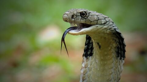 Boa Constrictor Le Plus Grand Serpent Venimeux Du Monde Isolé Sur