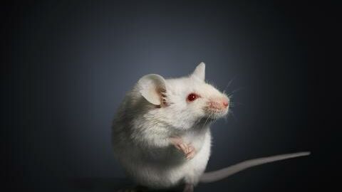 La souris paralysée bouge après l'expérience de scientifiques