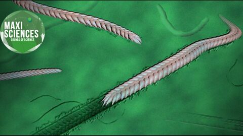 Loch Ness, Facebook, fossile, les actus sciences que vous devez connaître ce 9 septembre