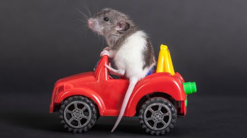 Des scientifiques ont appris à des souris à conduire de toutes petites voitures... pour la science