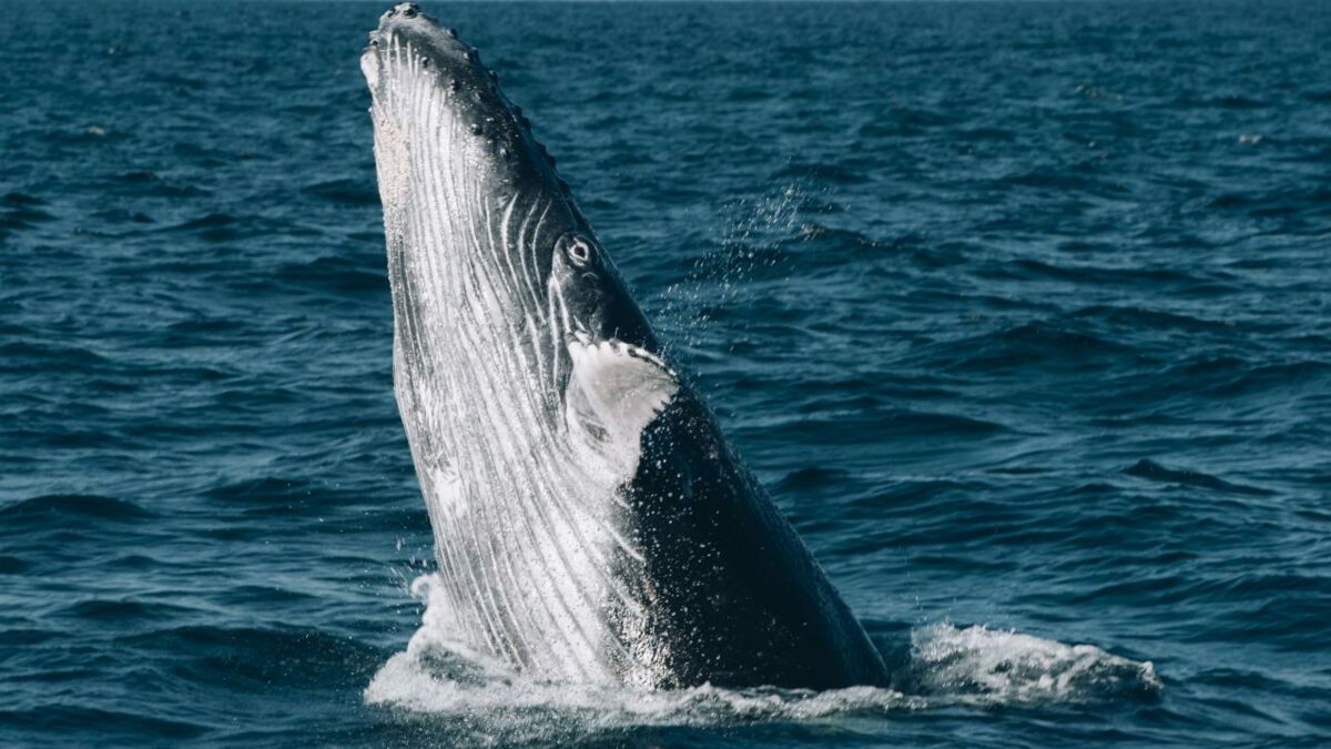 L'inquiétante Disparition Des Baleines Noires à Travers Le Monde