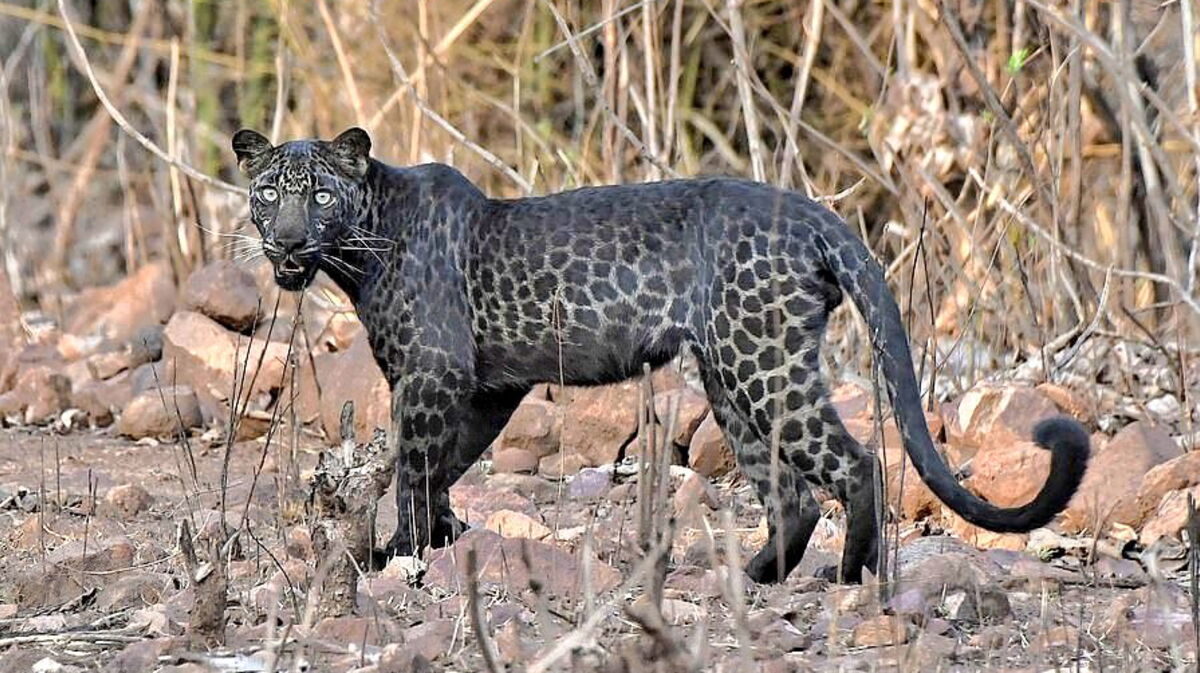 Une sublime panthère noire photographiée par un étudiant en Inde