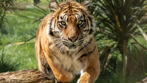 Un tigre parcourt plus de 1.300 kilomètres pour trouver sa moitié