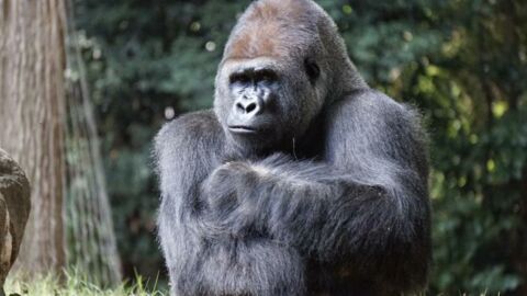 Ne prenez pas de selfie avec les gorilles : vous pourriez leur transmettre de graves maladies