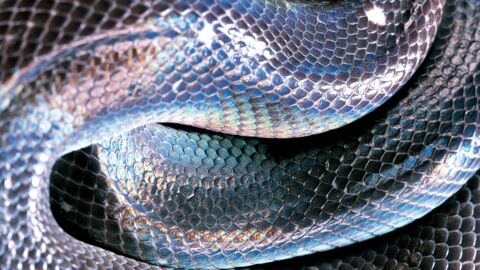 Biodiversité : Une nouvelle et incroyable espèce de serpent irisé découverte au Vietnam