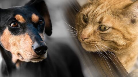 Chien vs chat : quel animal est le plus intelligent selon la science ?