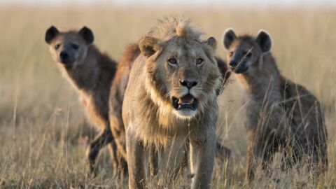 La vidéo impressionnante du face-à-face entre un lion et une meute de hyènes