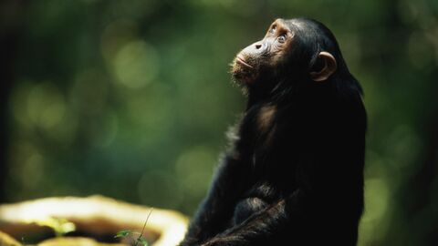 Les grands singes auraient fait preuve de la "théorie de l'esprit"
