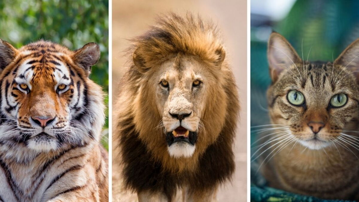 Quel Est Le Felin Le Plus Dangereux Au Monde