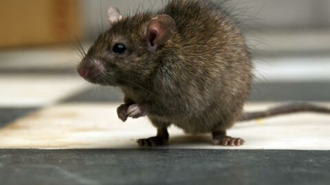 Rats : voici comment ils parviennent à remonter facilement vos toilettes