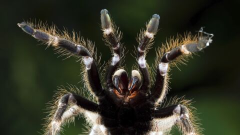 Réchauffement climatique : pourquoi les araignées deviennent plus agressives ?