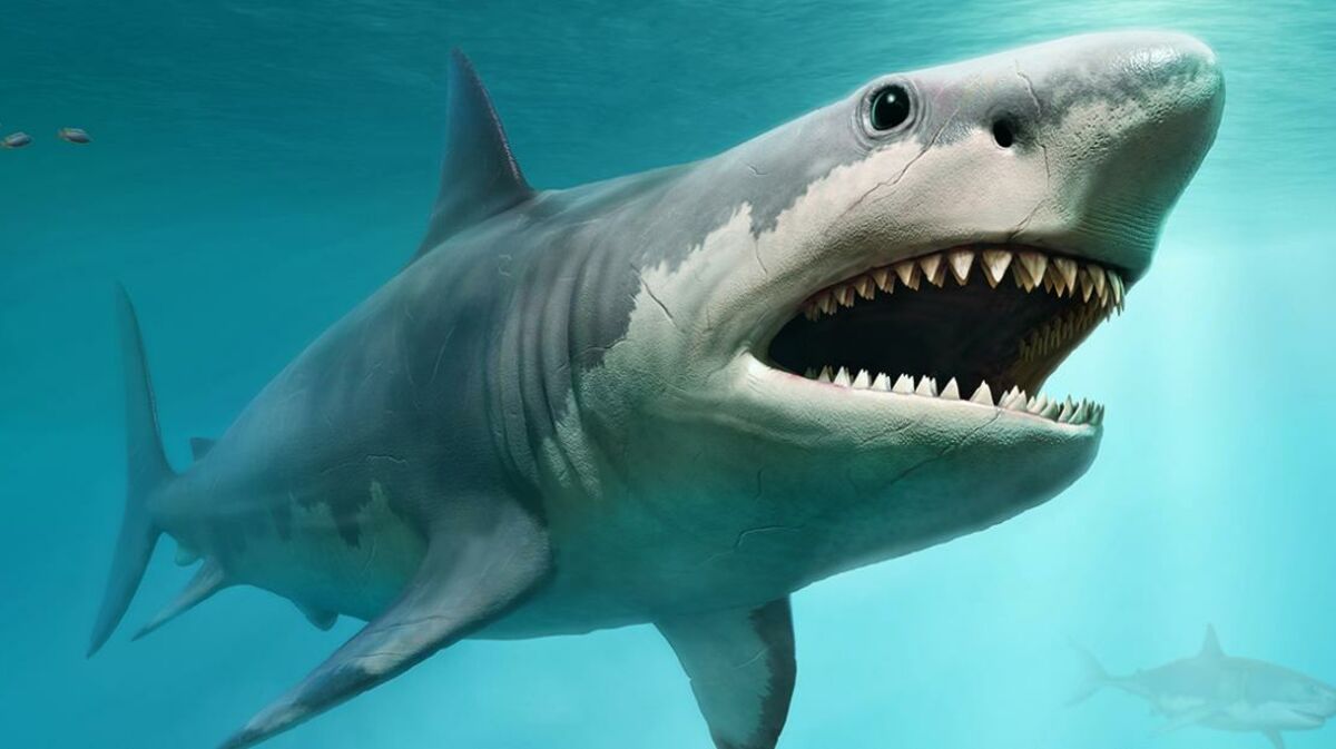 Quelle Est La Taille Dun Megalodon Requin : voici la taille gigantesque du mégalodon, l'un des plus grands  prédateurs de tous les temps